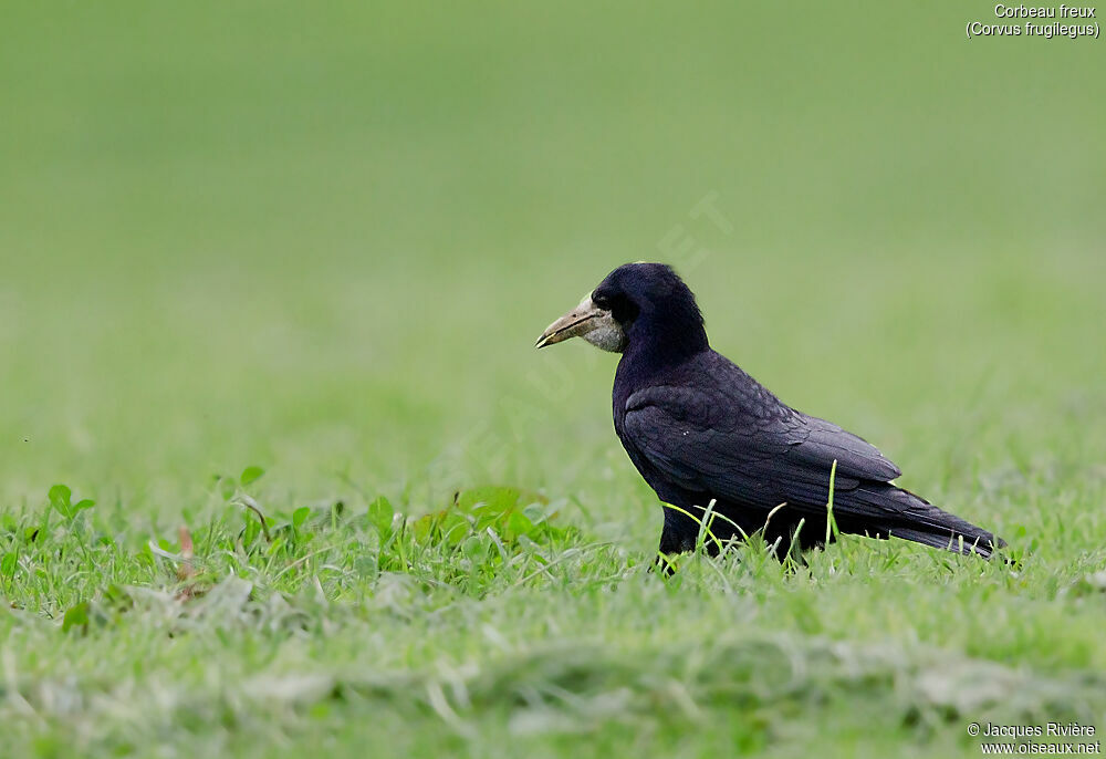 Corbeau freuxadulte nuptial, identification, marche