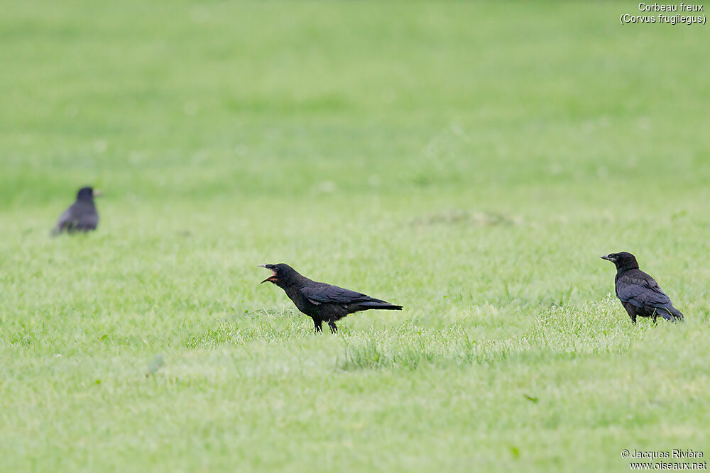 Corbeau freuximmature, identification