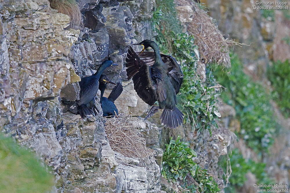 Cormoran huppé, habitat, Nidification