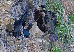 European Shag