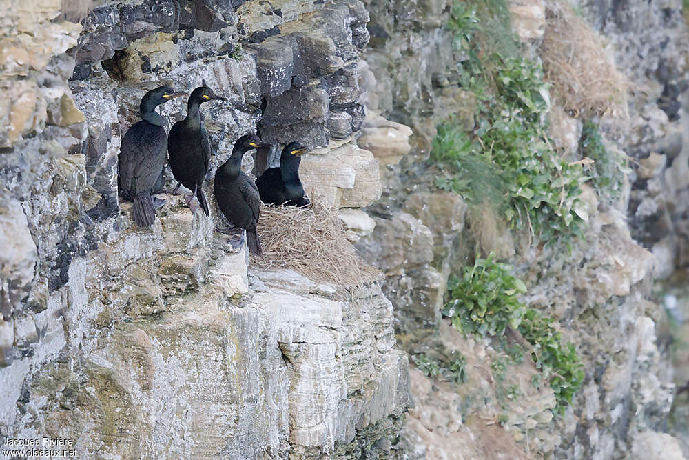 Cormoran huppéadulte, habitat, Nidification