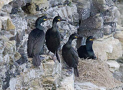 European Shag