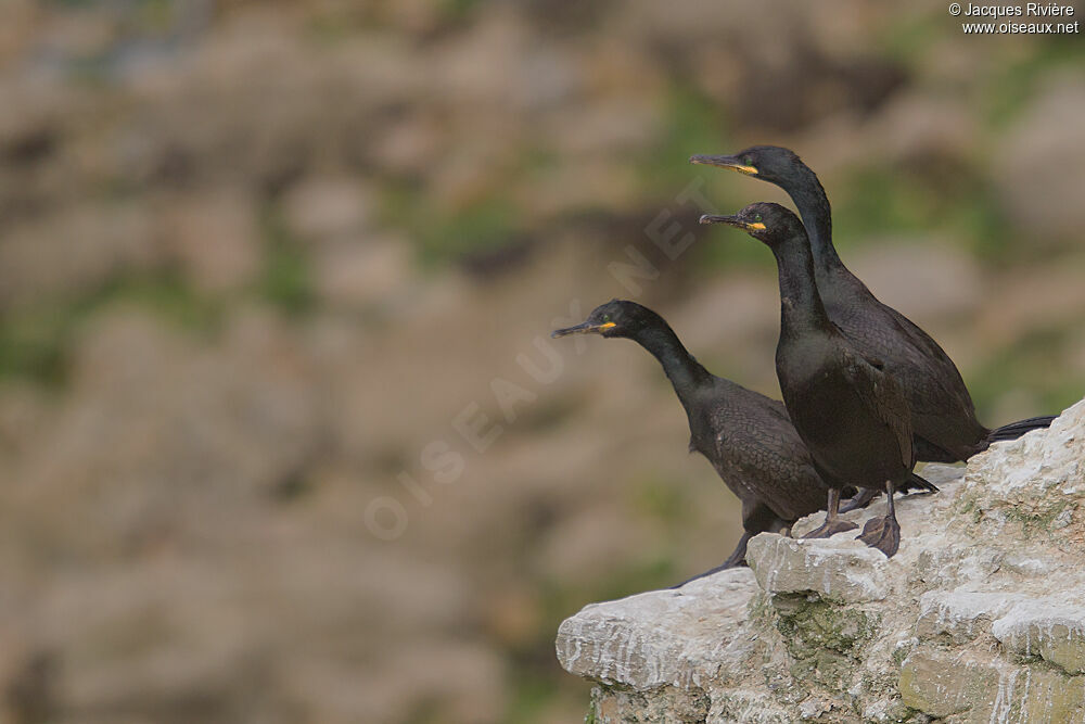 European Shagadult post breeding