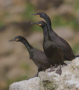 European Shag