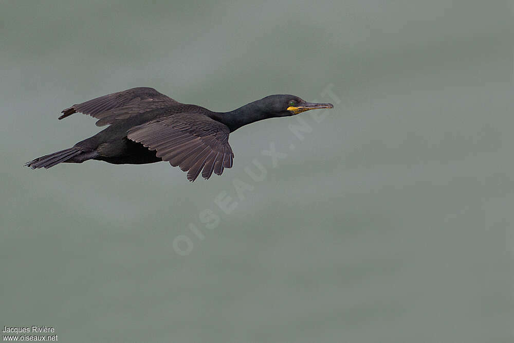 European Shagadult post breeding, Flight