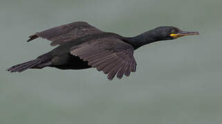 European Shag