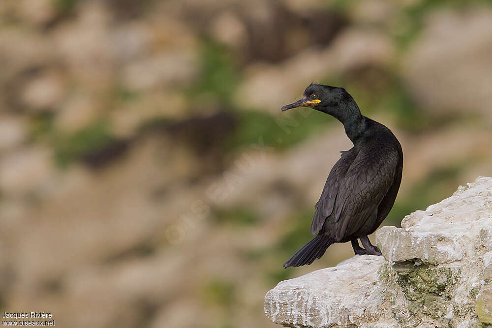 Cormoran huppéadulte transition, habitat, Comportement