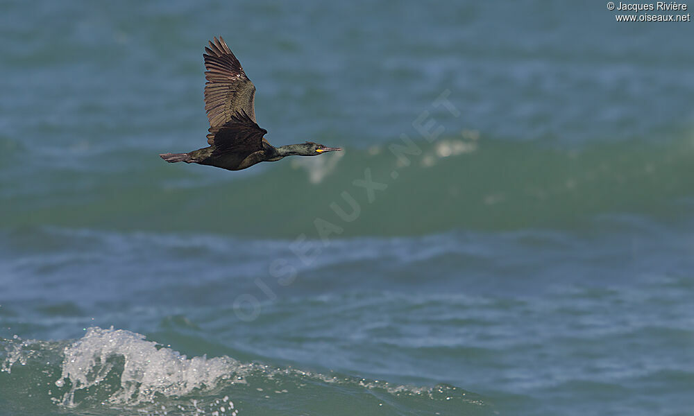 Cormoran huppéadulte nuptial, Vol