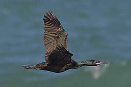 European Shag