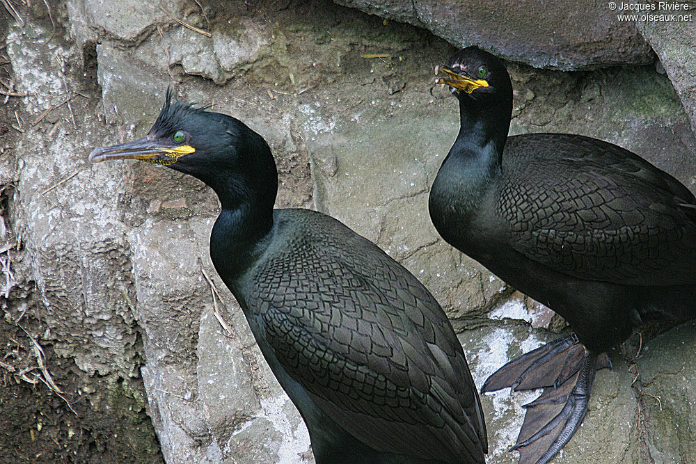 Cormoran huppé adulte nuptial