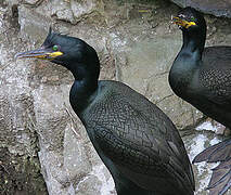 European Shag