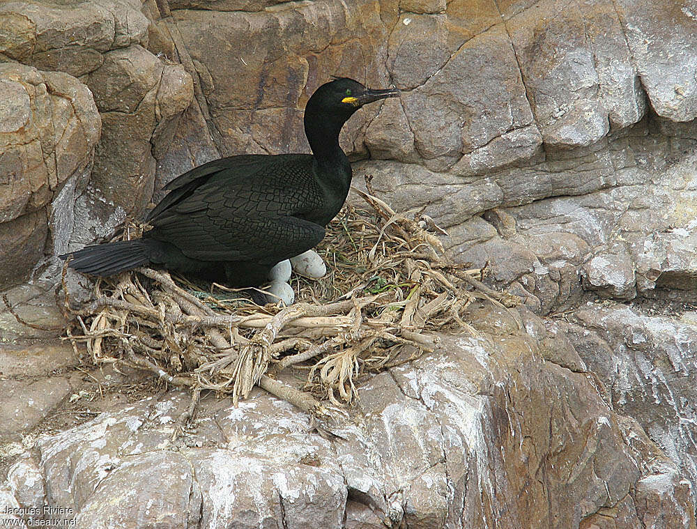 Cormoran huppéadulte nuptial, Nidification