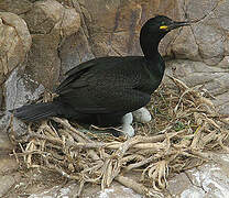 European Shag