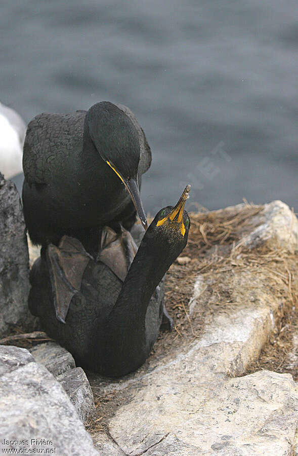 Cormoran huppéadulte nuptial, accouplement.