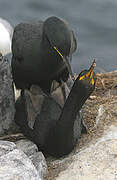 European Shag