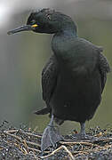 European Shag