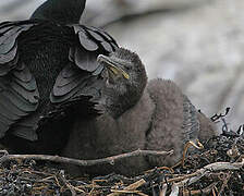 European Shag