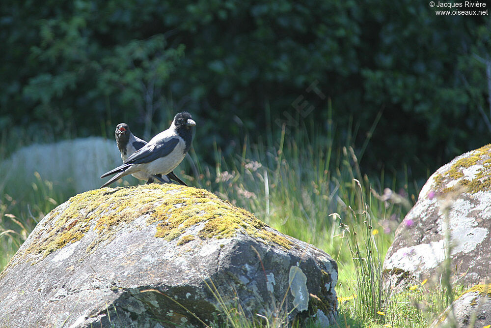 Hooded Crowimmature