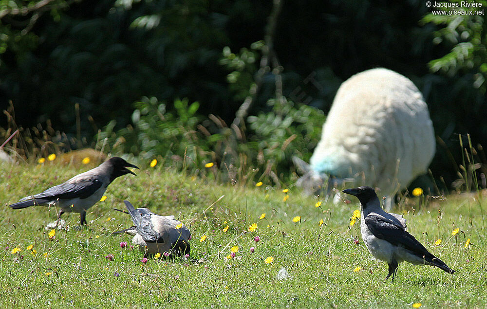 Corneille mantelée immature