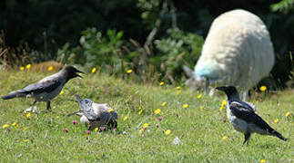 Hooded Crow