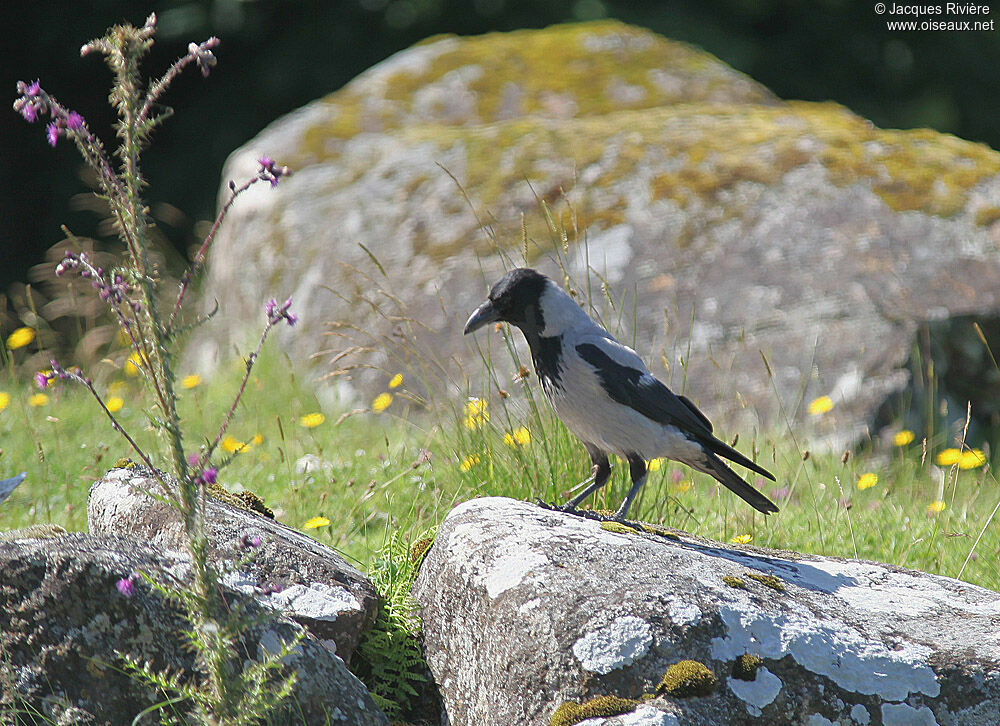 Hooded Crowadult breeding