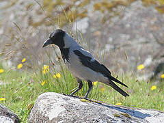 Hooded Crow