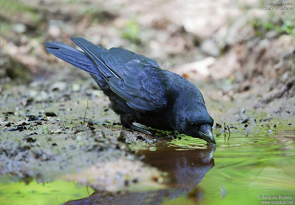 Carrion Crowadult breeding, identification, drinks