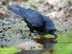 Carrion Crow