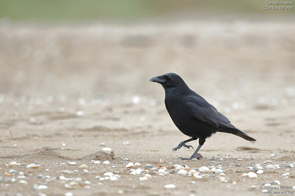 Carrion Crowadult, identification, walking