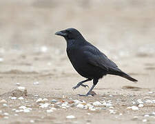 Carrion Crow