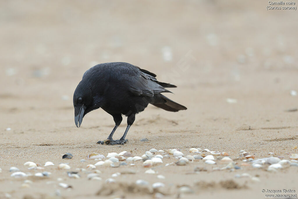 Carrion Crowadult, identification