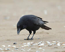 Carrion Crow