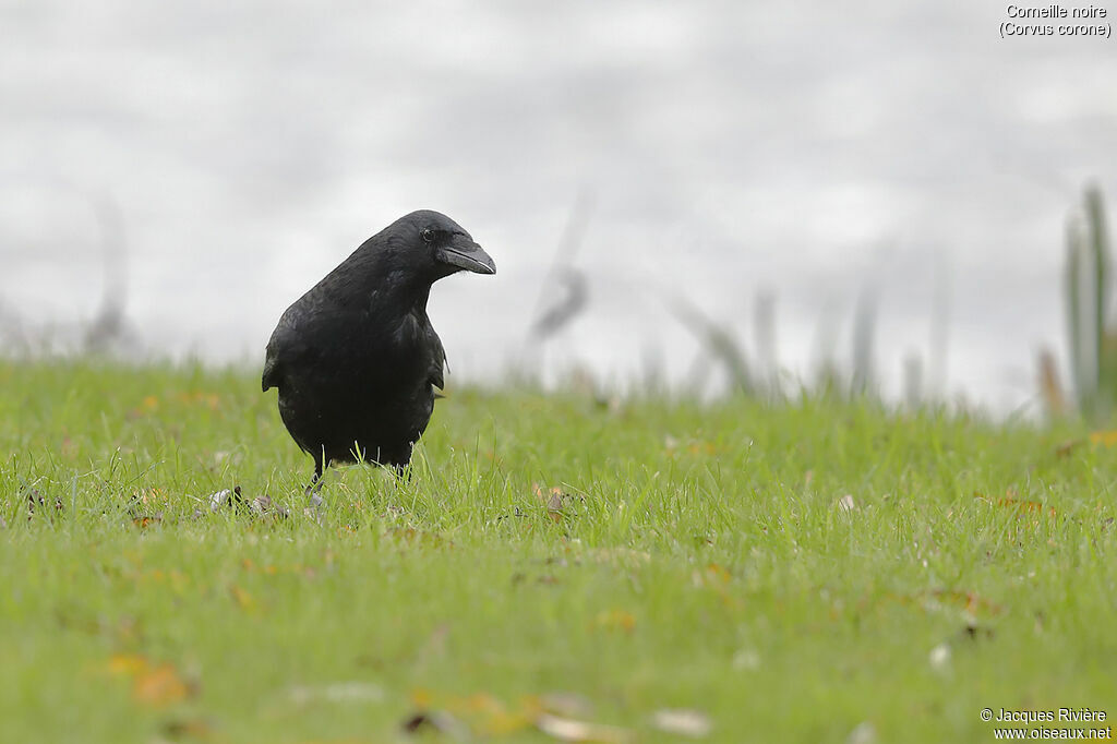 Carrion Crowadult, identification