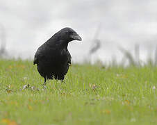 Carrion Crow