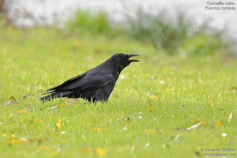 Carrion Crowadult, identification, song