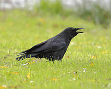 Carrion Crow