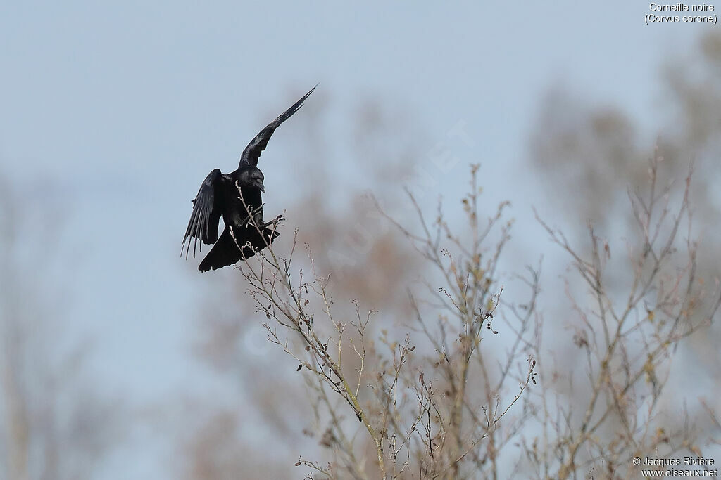 Carrion Crowadult breeding, Flight