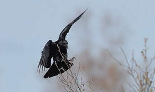 Carrion Crow