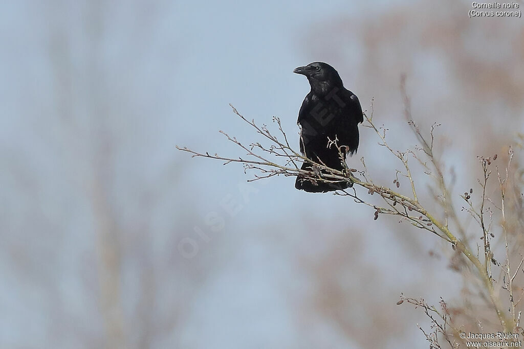 Carrion Crowadult breeding, identification