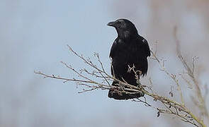 Carrion Crow