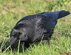 Carrion Crow