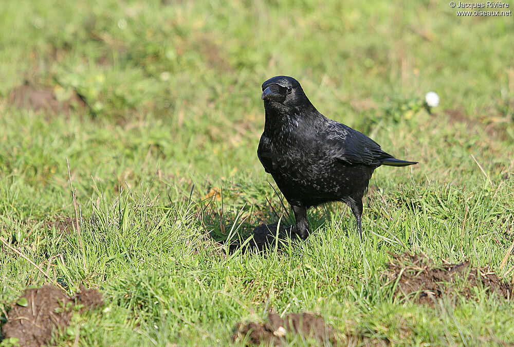 Carrion Crowadult breeding