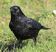 Carrion Crow