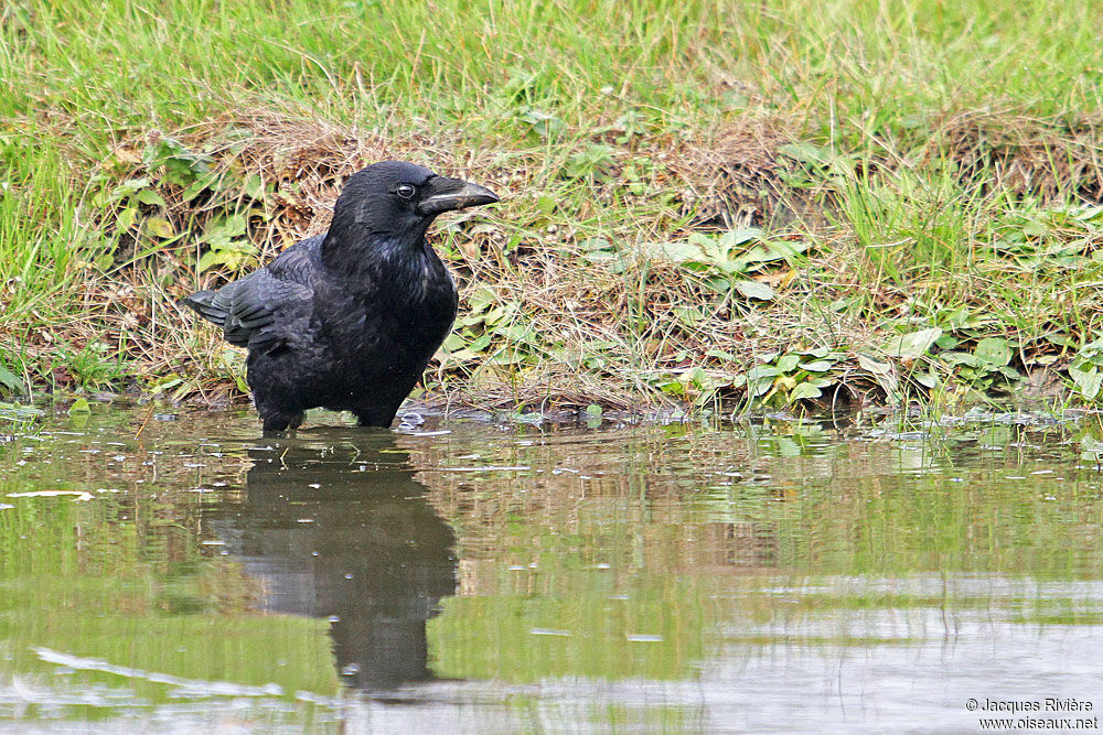 Carrion Crowadult