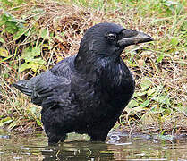 Carrion Crow