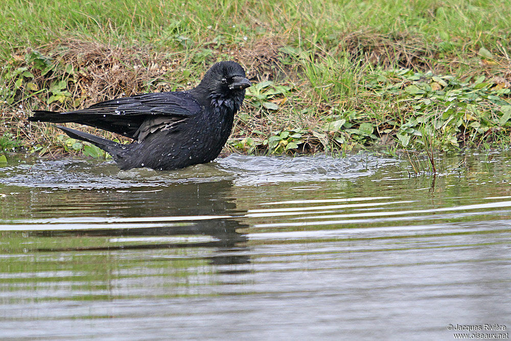 Carrion Crowadult breeding, Behaviour