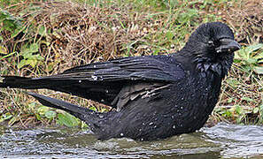 Carrion Crow