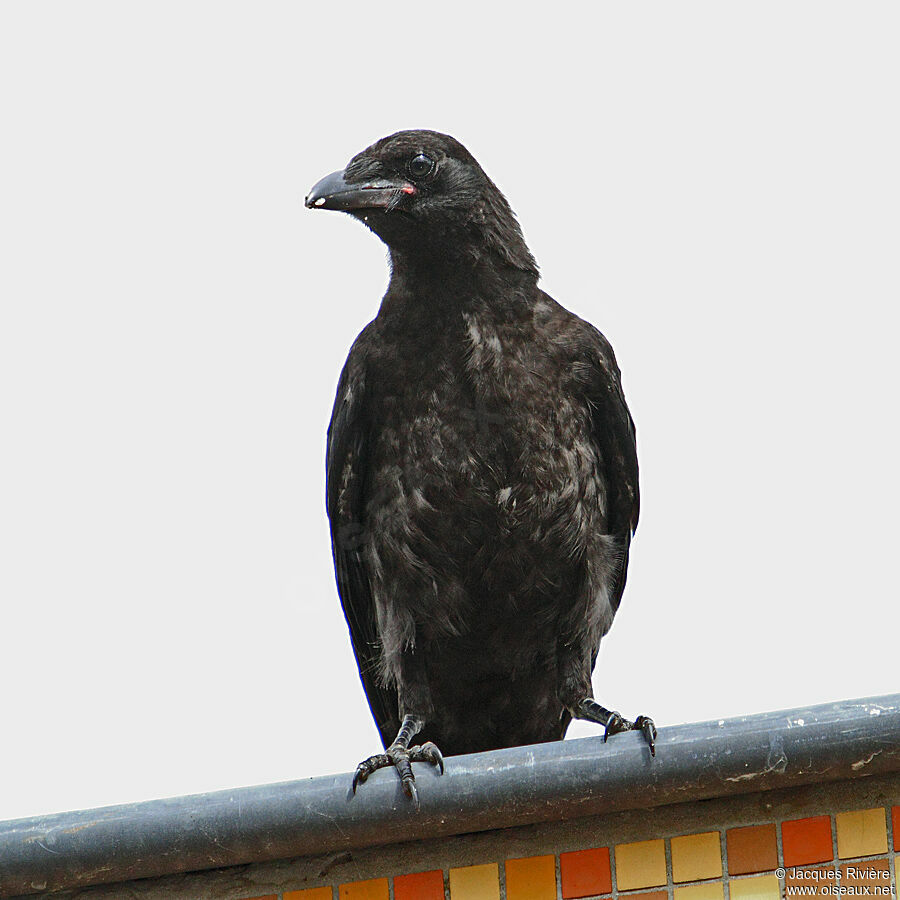 Corneille noireimmature