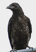 Carrion Crow