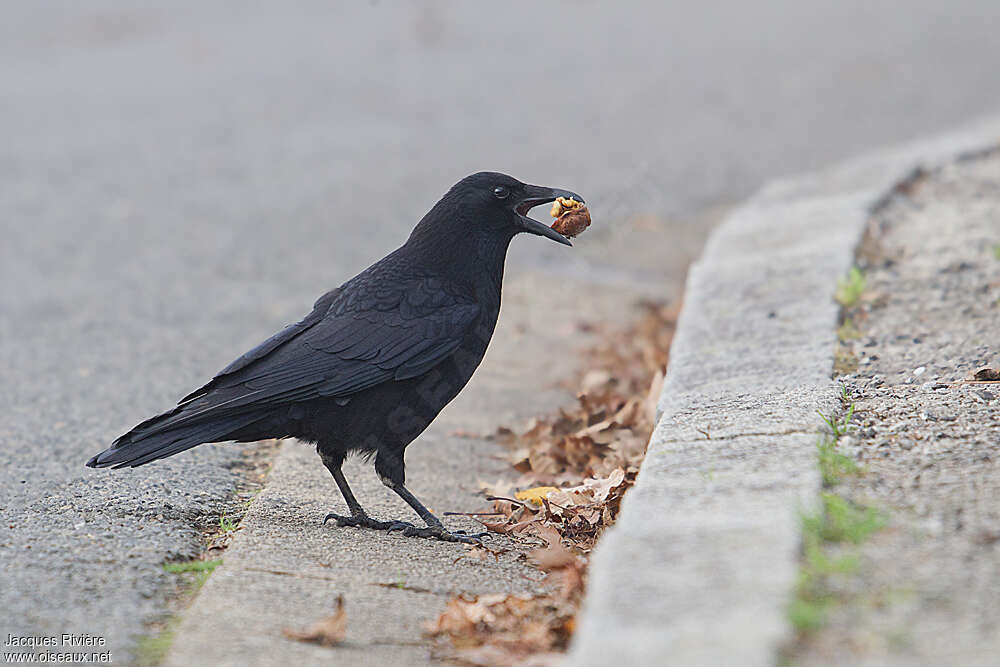 Carrion Crowadult, feeding habits, Behaviour